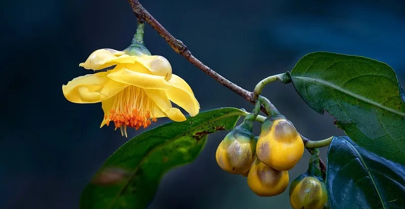 又一敏感肌突破性新原料出现，“花”落谁家？